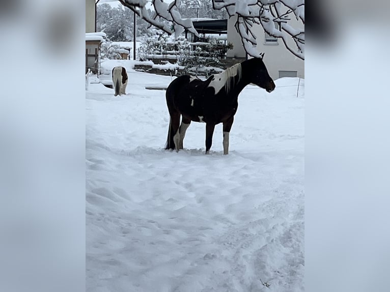 Partbred árabe Yegua 9 años 158 cm Pío in Kammeltal