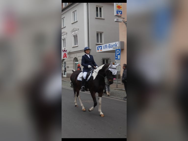 Partbred árabe Yegua 9 años 158 cm Pío in Kammeltal
