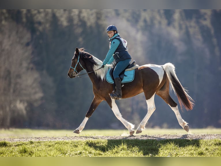 Partbred árabe Yegua 9 años 158 cm Pío in Kammeltal