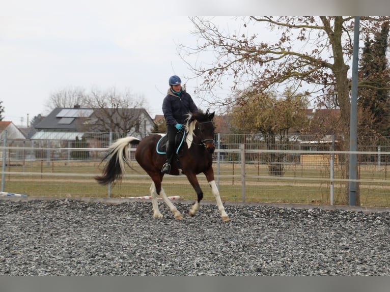 Partbred árabe Yegua 9 años 158 cm Pío in Kammeltal