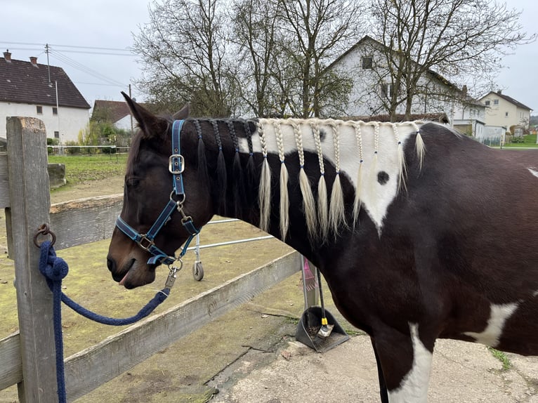 Partbred árabe Yegua 9 años 158 cm Pío in Kammeltal
