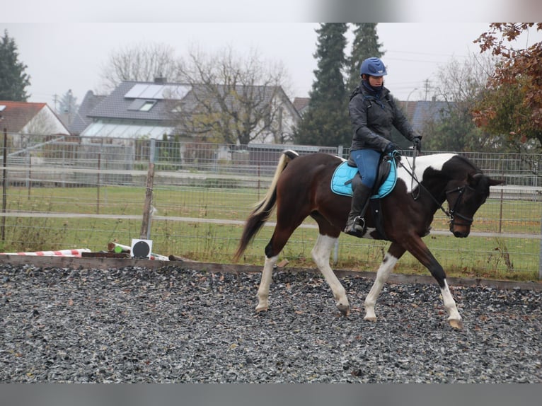 Partbred árabe Yegua 9 años 158 cm Pío in Kammeltal