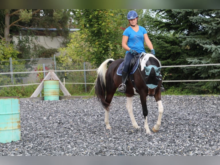 Partbred árabe Yegua 9 años 158 cm Pío in Kammeltal
