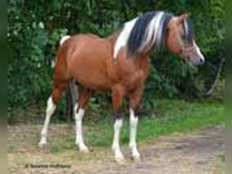 Partbred árabe Yegua Potro (01/2023) 100 cm Tobiano-todas las-capas in Cromvoirt