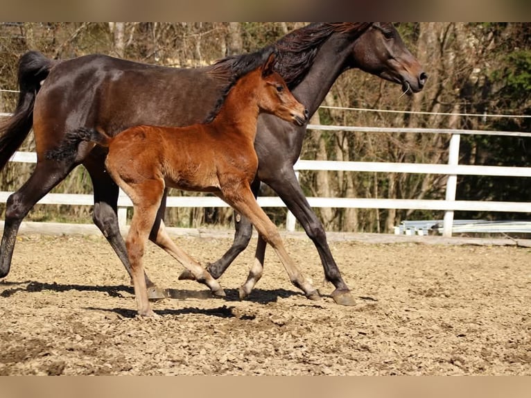 Partbred árabe Yegua  150 cm Castaño in Plaschischen