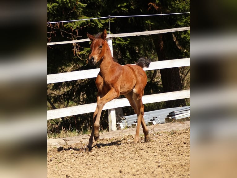 Partbred árabe Yegua  150 cm Castaño in Plaschischen