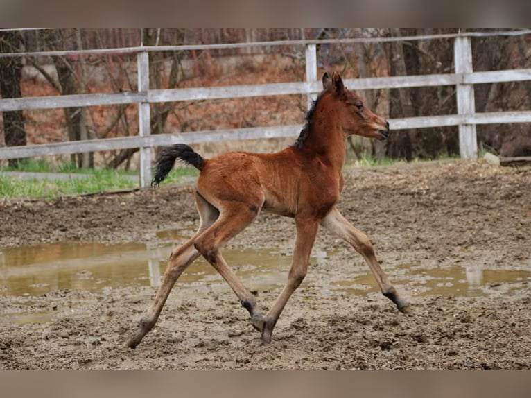 Partbred árabe Yegua  150 cm Castaño in Plaschischen