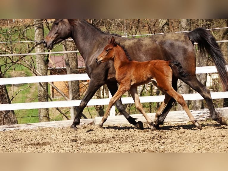 Partbred árabe Yegua  150 cm Castaño in Plaschischen