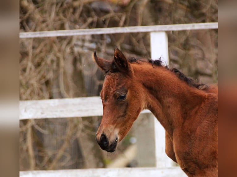 Partbred árabe Yegua  150 cm Castaño in Plaschischen