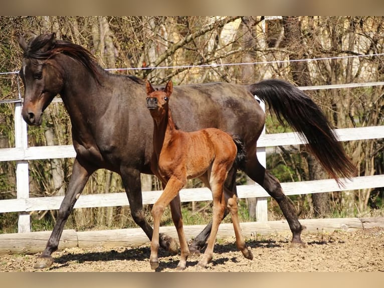 Partbred árabe Yegua  150 cm Castaño in Plaschischen