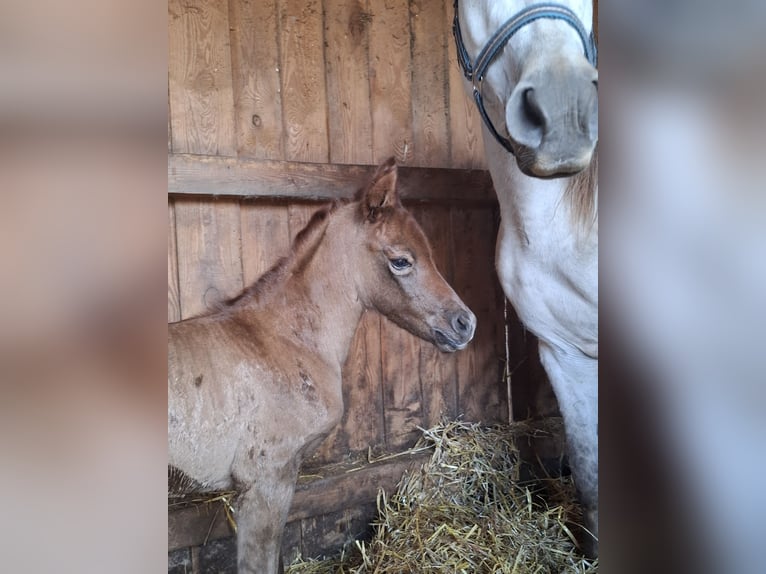 Partbred árabe Yegua Potro (04/2026) 150 cm Musgo in Stechlin