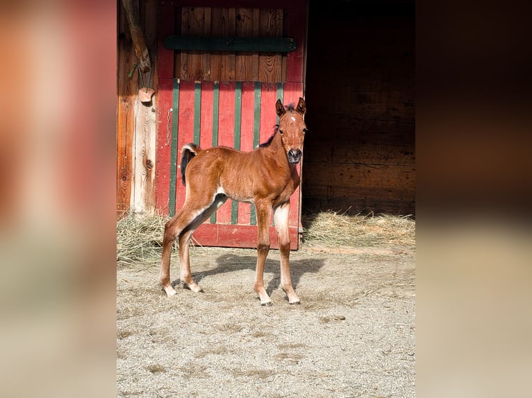 Partbred árabe Yegua Potro (04/2026) 152 cm Castaño in Seeboden