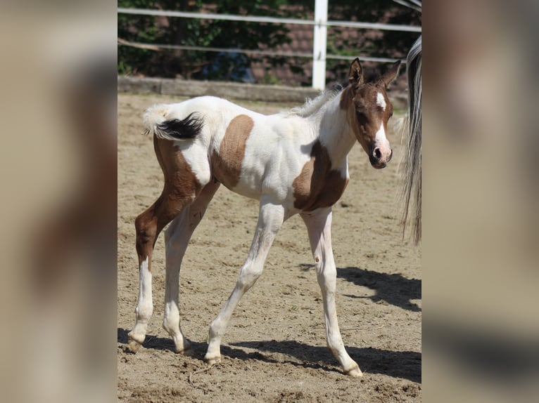 Partbred árabe Yegua Potro (05/2025) 153 cm Buckskin/Bayo in Menziken