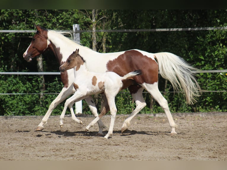 Partbred árabe Yegua Potro (05/2025) 153 cm Buckskin/Bayo in Menziken
