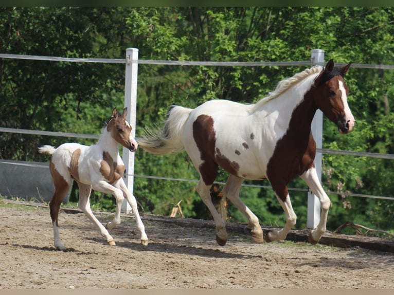 Partbred árabe Yegua Potro (05/2025) 153 cm Buckskin/Bayo in Menziken