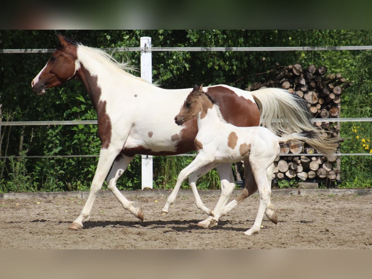Partbred árabe Yegua Potro (05/2025) 153 cm Buckskin/Bayo in Menziken