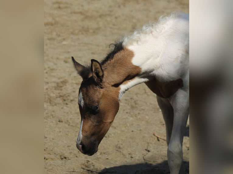 Partbred árabe Yegua Potro (05/2025) 153 cm Buckskin/Bayo in Menziken
