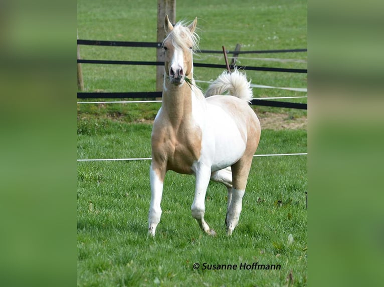 Partbred árabe Yegua Potro (04/2023) 153 cm Tobiano-todas las-capas in Mörsdorf