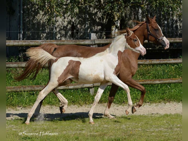 Partbred árabe Yegua Potro (04/2023) 153 cm Tobiano-todas las-capas in Mörsdorf