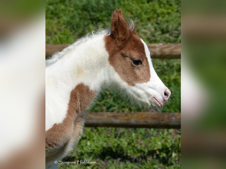 Partbred árabe Yegua Potro (04/2023) 153 cm Tobiano-todas las-capas in Mörsdorf