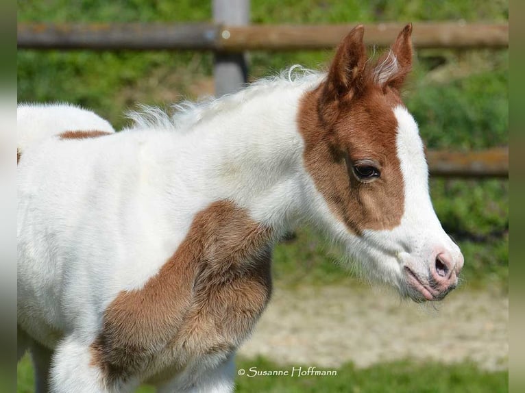 Partbred árabe Yegua Potro (04/2023) 153 cm Tobiano-todas las-capas in Mörsdorf