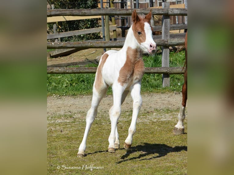 Partbred árabe Yegua Potro (04/2023) 153 cm Tobiano-todas las-capas in Mörsdorf