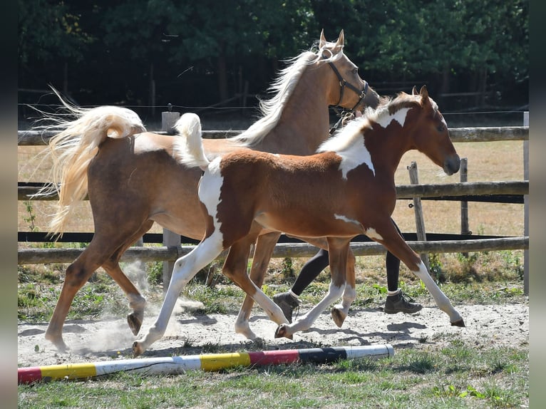 Partbred árabe Yegua Potro (04/2026) 154 cm Tobiano-todas las-capas in Mörsdorf