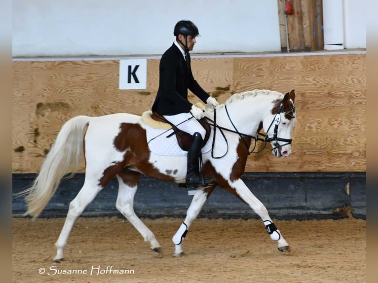 Partbred árabe Yegua Potro (04/2026) 154 cm Tobiano-todas las-capas in Mörsdorf