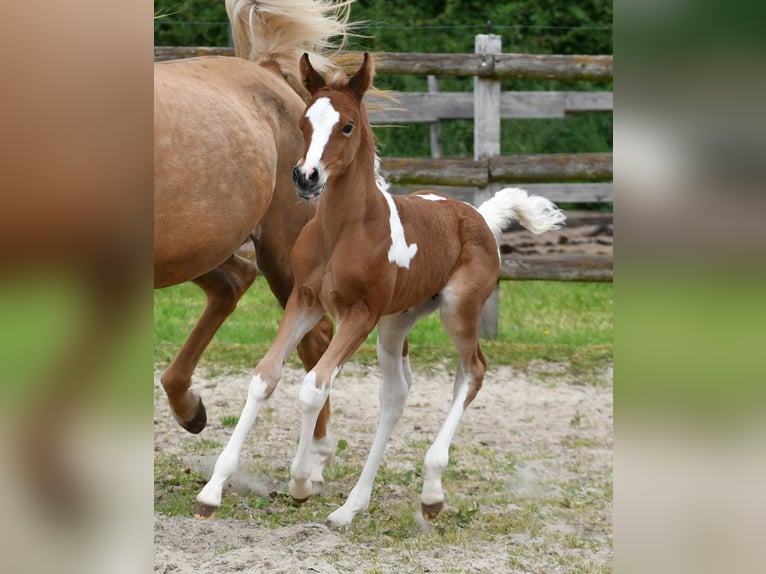 Partbred árabe Yegua Potro (04/2026) 154 cm Tobiano-todas las-capas in Mörsdorf