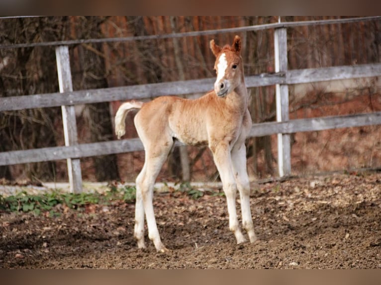 Partbred árabe Yegua Potro (02/2026) 155 cm Alazán in Keutschach