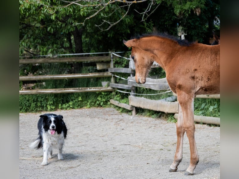 Partbred árabe Yegua Potro (03/2026) 155 cm Castaño in Seeboden am Millstätter See