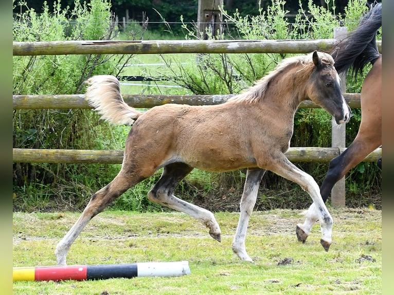 Partbred árabe Yegua Potro (03/2024) 155 cm Negro in Mörsdorf