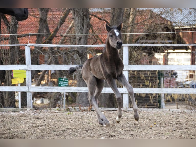 Partbred árabe Yegua Potro (03/2026) 155 cm Negro in Keutschach