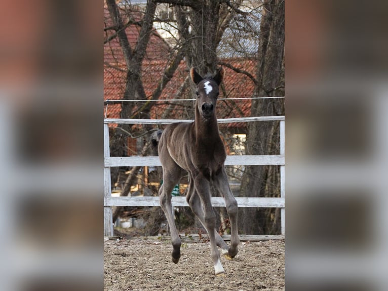 Partbred árabe Yegua Potro (03/2026) 155 cm Negro in Keutschach