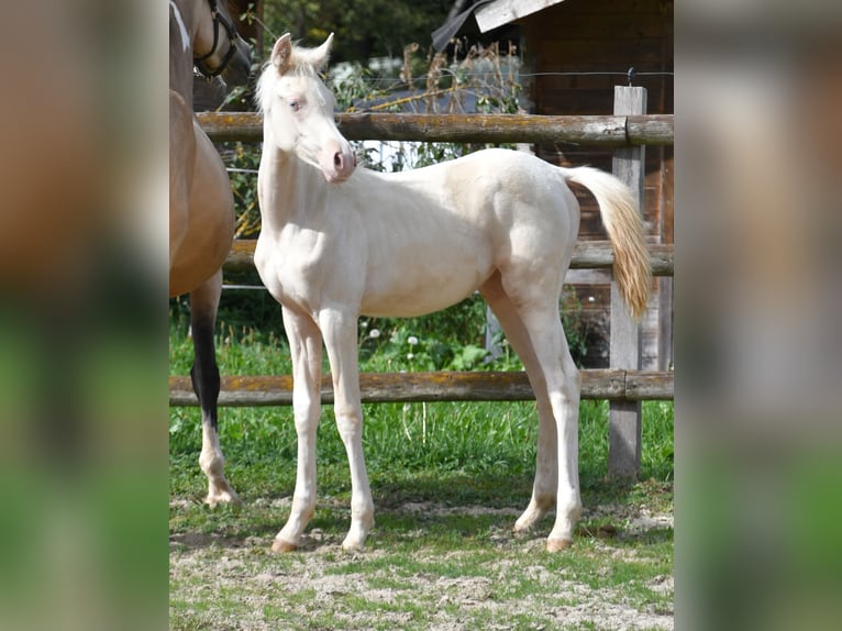 Partbred árabe Yegua Potro (05/2026) 155 cm Perlino in Mörsdorf