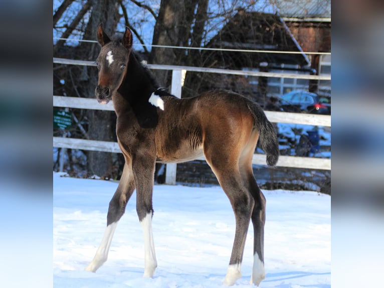 Partbred árabe Yegua Potro (01/2026) 155 cm Pío in Plaschischen