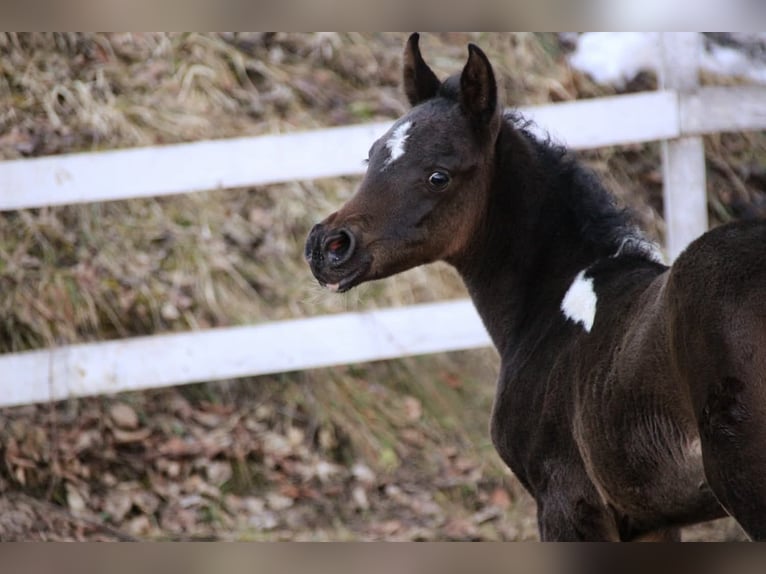 Partbred árabe Yegua Potro (01/2026) 155 cm Pío in Plaschischen