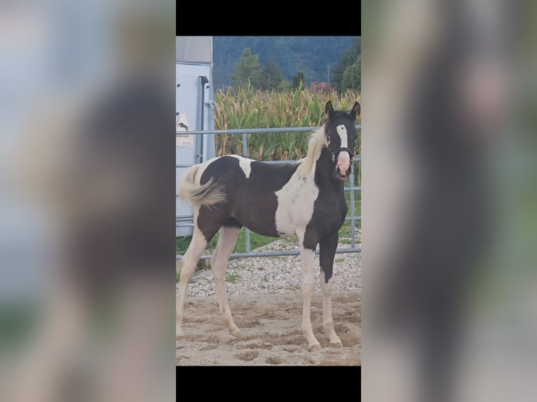 Partbred árabe Yegua Potro (04/2025) 155 cm Tobiano-todas las-capas in St. Stefan / Šteben Partbred árabe Yegua Potro (04/2025) 155 cm Tobiano-todas las-capas in St. Stefan / Šteben