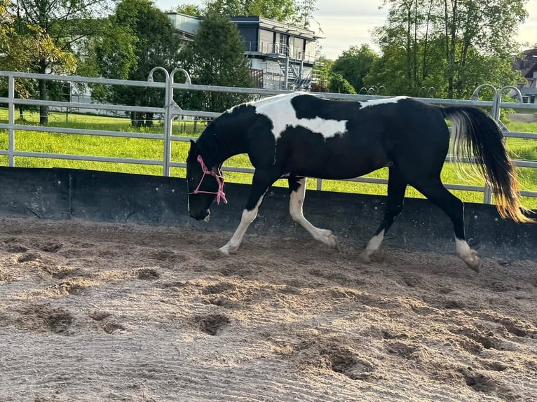 Partbred árabe Yegua Potro (05/2026) 155 cm Tobiano-todas las-capas in Rudersberg