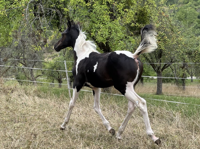 Partbred árabe Yegua Potro (05/2026) 155 cm Tobiano-todas las-capas in Rudersberg
