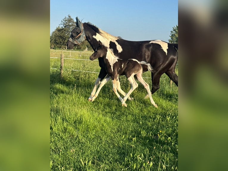 Partbred árabe Yegua Potro (05/2026) 155 cm Tobiano-todas las-capas in Rudersberg