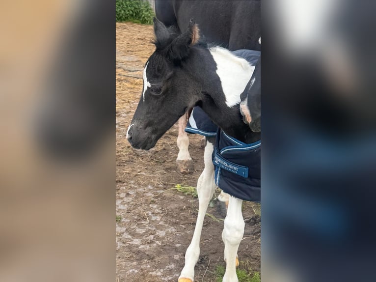 Partbred árabe Yegua Potro (05/2026) 155 cm Tobiano-todas las-capas in Rudersberg