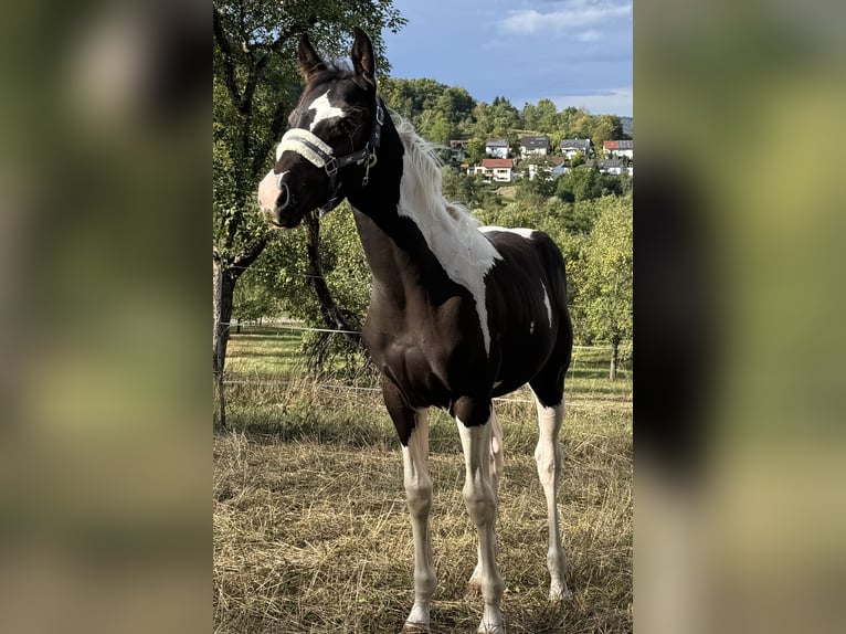 Partbred árabe Yegua Potro (05/2026) 155 cm Tobiano-todas las-capas in Rudersberg