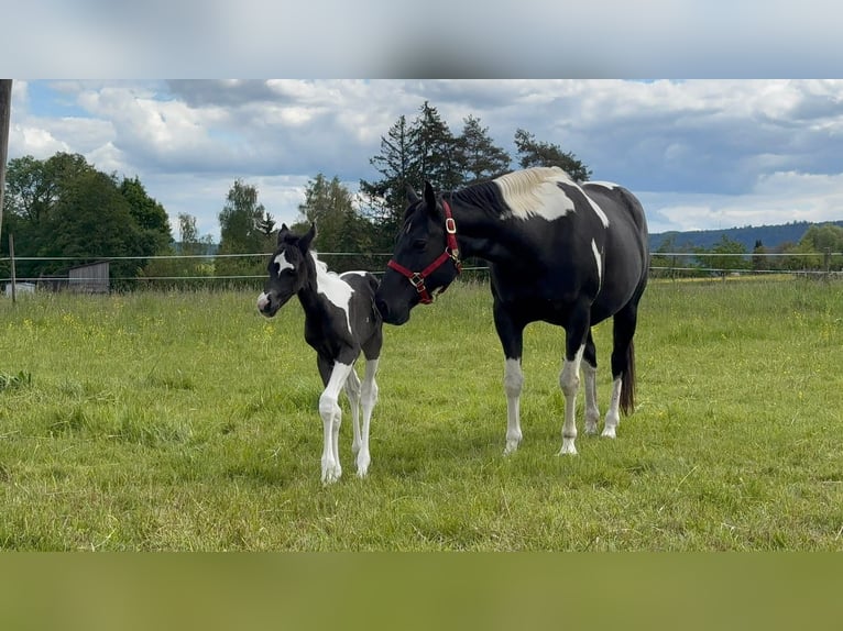 Partbred árabe Yegua Potro (05/2026) 155 cm Tobiano-todas las-capas in Rudersberg