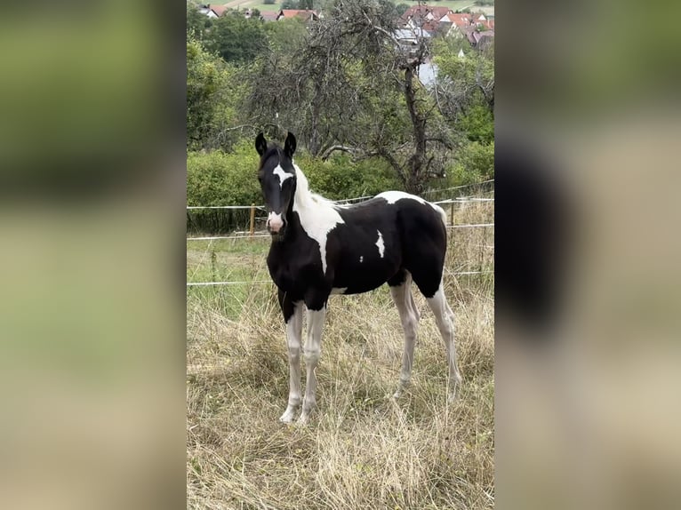 Partbred árabe Yegua Potro (05/2026) 155 cm Tobiano-todas las-capas in Rudersberg