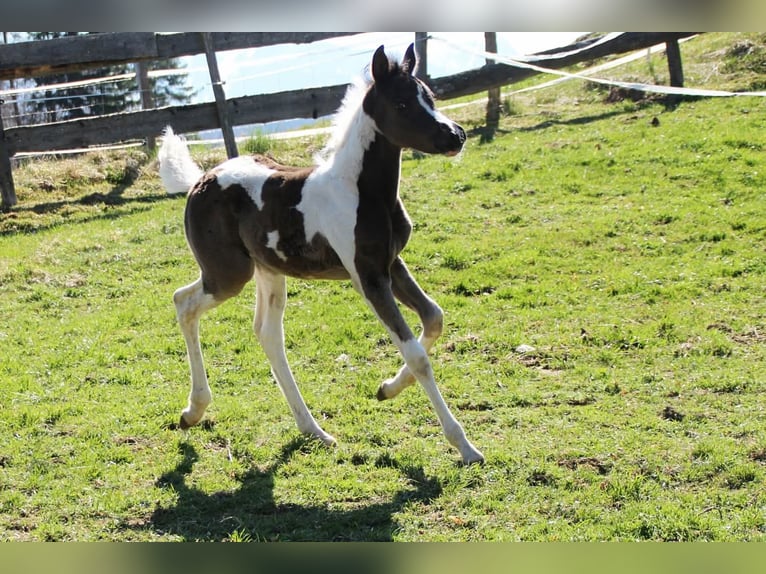 Partbred árabe Yegua Potro (03/2026) 156 cm Tobiano-todas las-capas in Keutschach