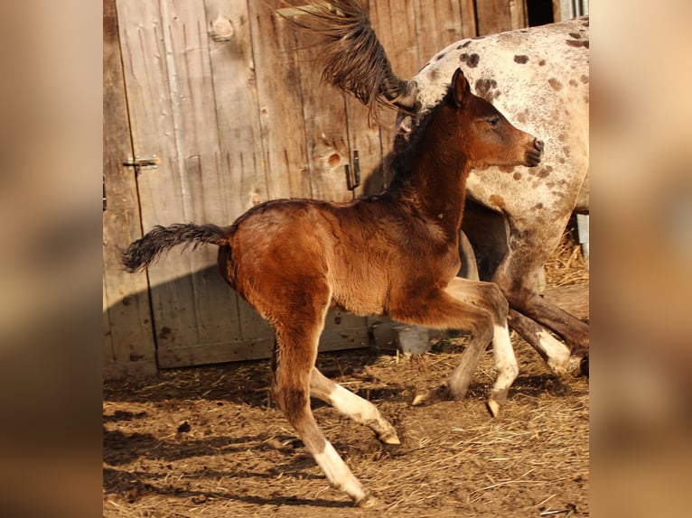 Partbred árabe Yegua Potro (02/2026) 158 cm Castaño in Keutschach