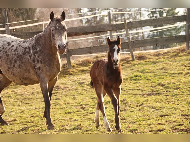 Partbred árabe Yegua Potro (02/2026) 158 cm Castaño in Keutschach