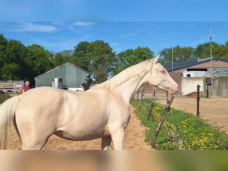 Partbred árabe Yegua  162 cm Buckskin/Bayo in Wapse