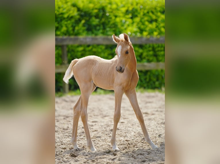 Partbred árabe Yegua Potro (01/2026) Palomino in Helvoirt